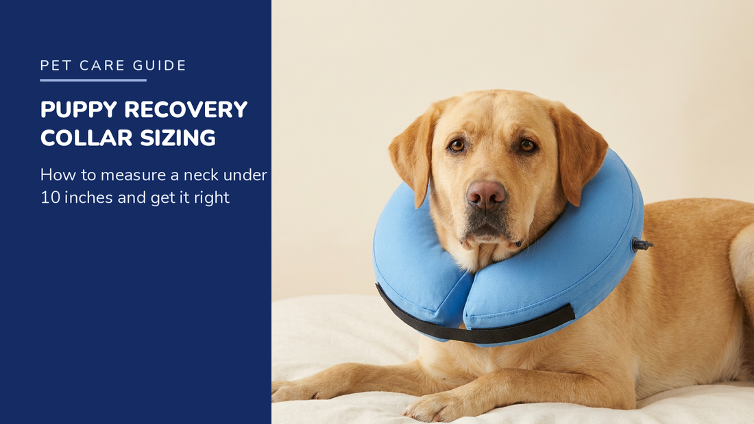 BENCMATE blog header — Puppy Recovery Collar Sizing — Yellow Labrador with Blue recovery collar