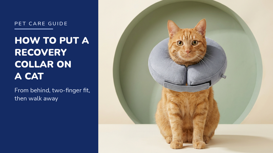 BENCMATE blog header — How to Put a Recovery Collar on a Cat — ginger tabby with Grey recovery collar