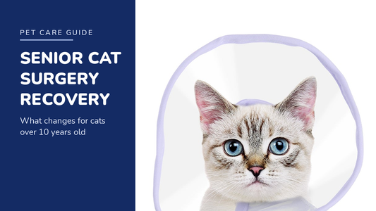 BENCMATE blog header — Senior Cat Surgery Recovery — tabby cat with Purple recovery collar