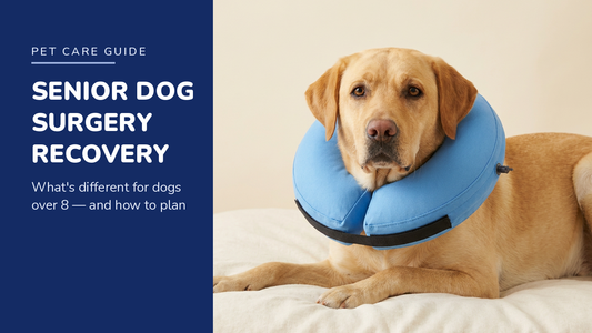 BENCMATE blog header — Senior Dog Surgery Recovery — Yellow Labrador with Blue recovery collar