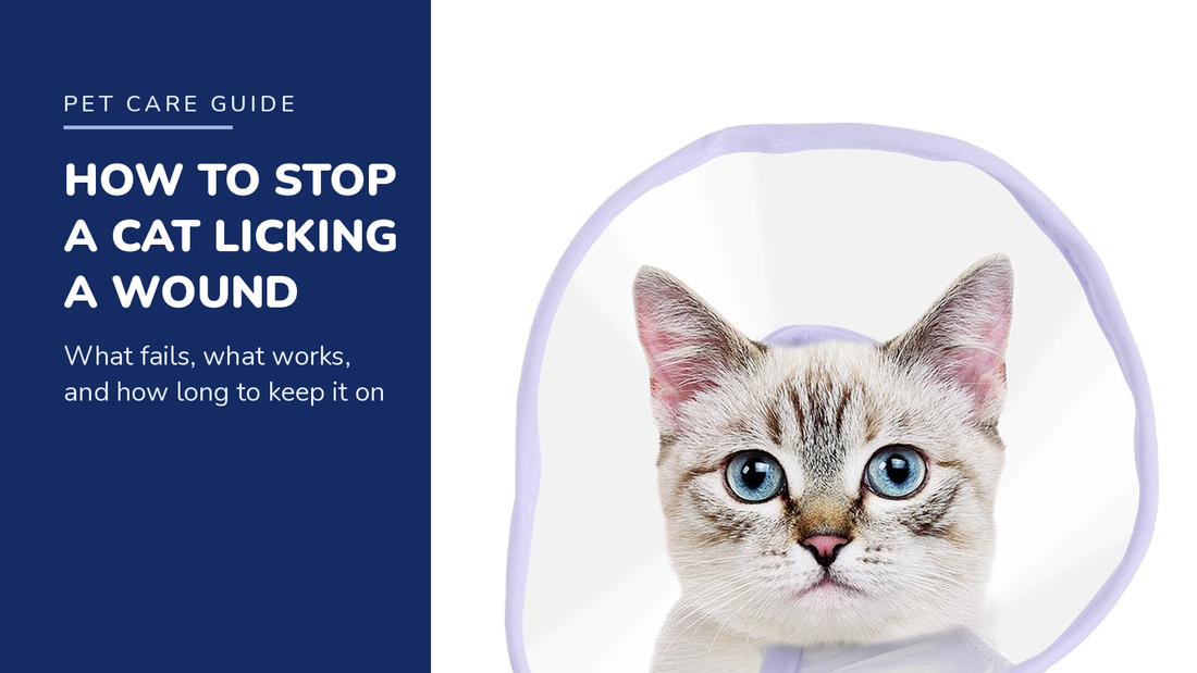 BENCMATE blog header — How to Stop a Cat From Licking a Wound — tabby cat with Purple recovery collar