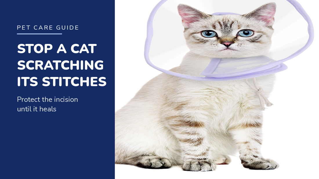 BENCMATE blog header — Stop a Cat Scratching Its Stitches — tabby cat with Purple recovery collar