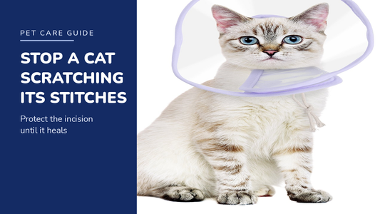 BENCMATE blog header — Stop a Cat Scratching Its Stitches — tabby cat with Purple recovery collar