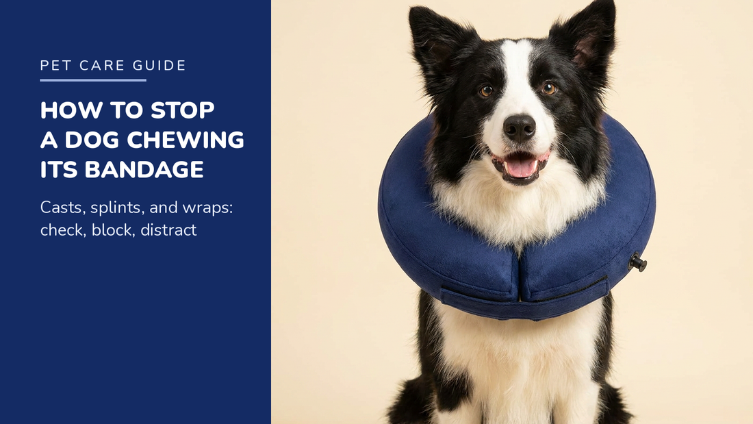 BENCMATE blog header — How to Stop a Dog Chewing Its Bandage — Border Collie with Navy Blue recovery collar