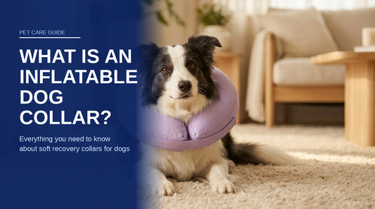 BENCMATE blog header — What Is an Inflatable Dog Collar — Border Collie with Purple recovery collar