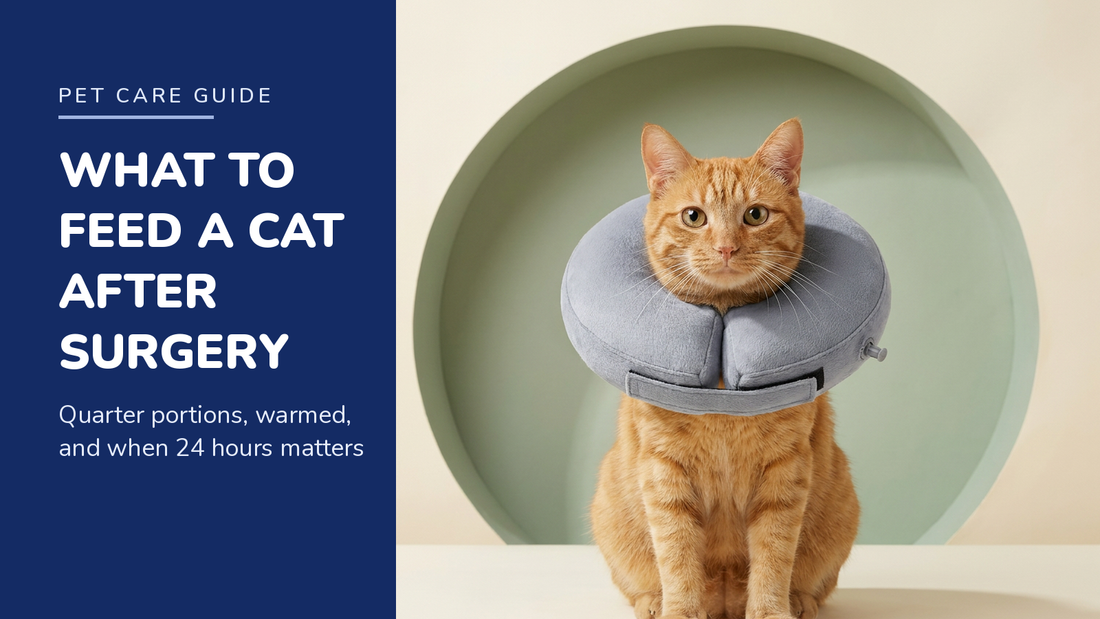 BENCMATE blog header — What to Feed a Cat After Surgery — ginger tabby cat with Grey recovery collar