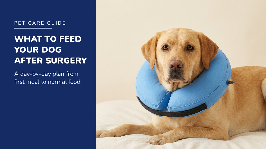 BENCMATE blog header — What to Feed a Dog After Surgery — Yellow Labrador with Blue recovery collar