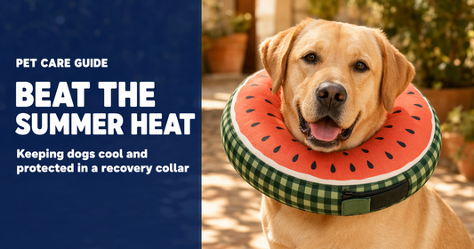 BENCMATE blog header — Can Dogs Wear an Inflatable Collar in Hot Weather — Labrador Retriever with Watermelon recovery collar