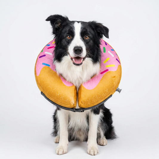 Border Collie dog wearing BENCMATE Strawberry Donut inflatable recovery collar - pink frosted top with sprinkles and golden-brown donut body with white speckles
