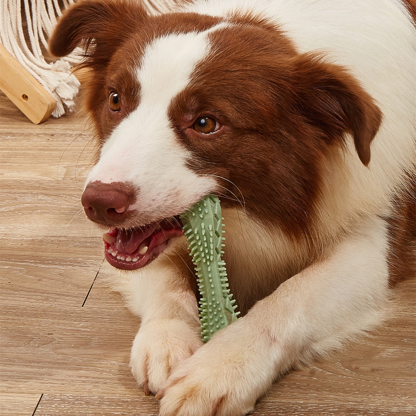 a dog biting a toy