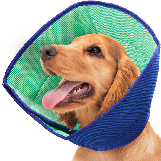 a dog wearing a blue and green cone