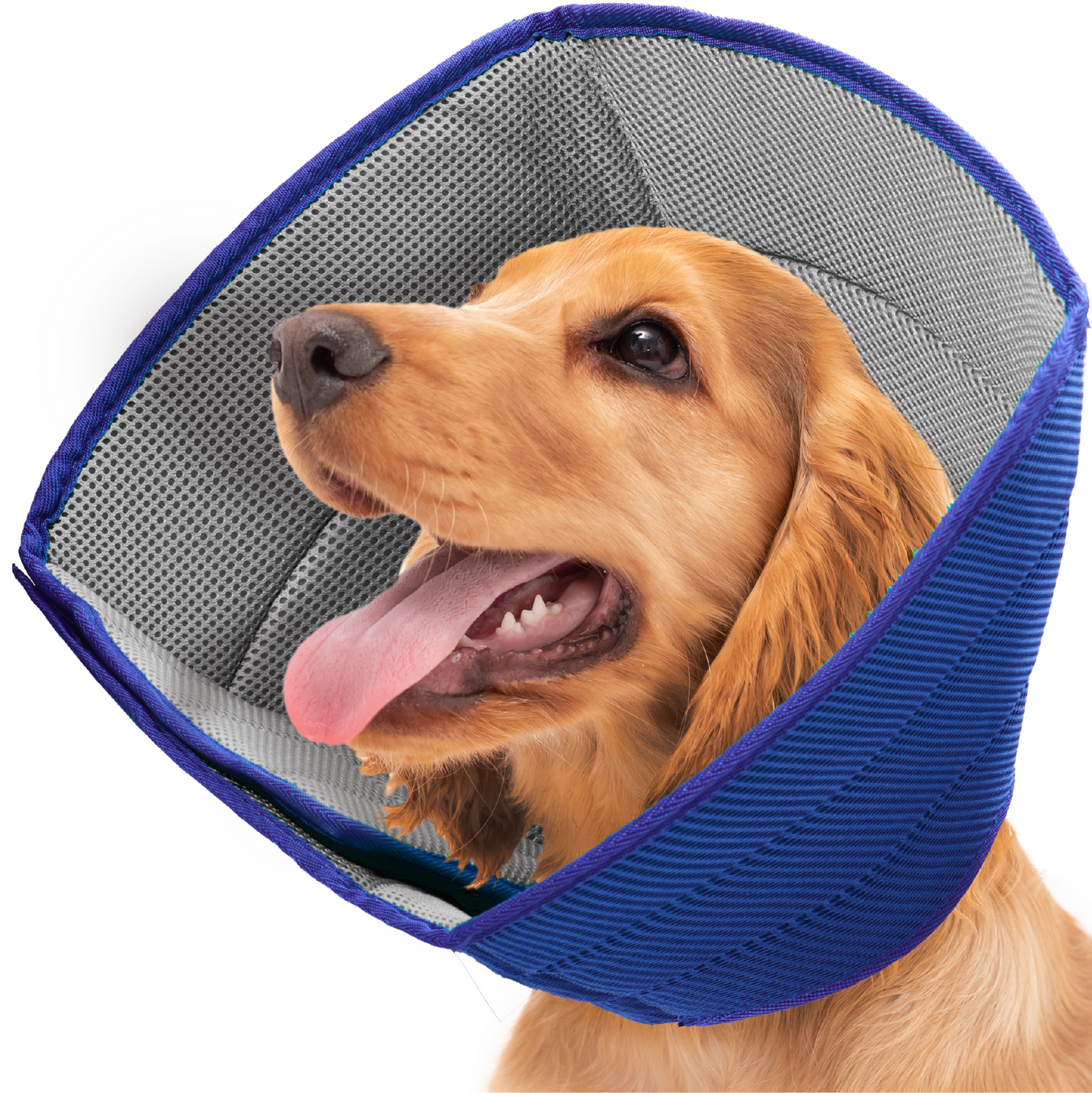 a dog wearing a blue and gray cone