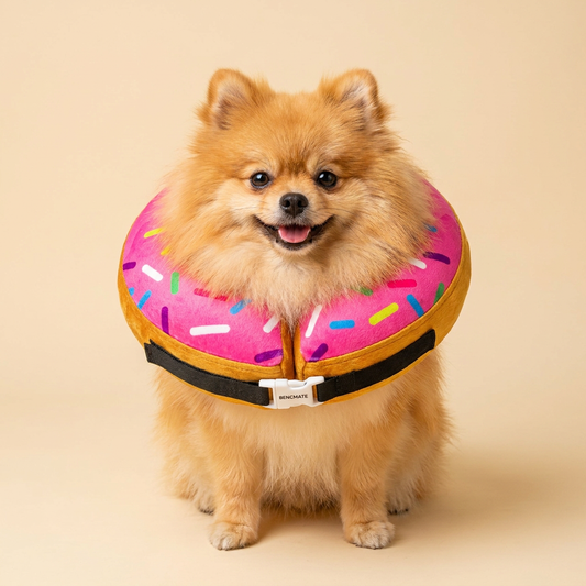 Pomeranian wearing BENCMATE Strawberry Donut inflatable recovery collar