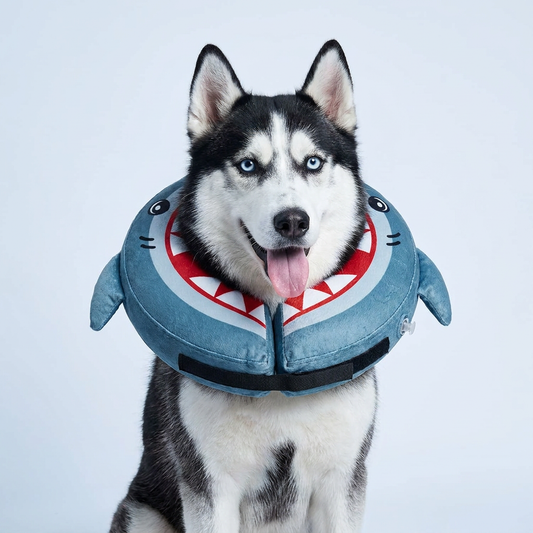 Siberian Husky wearing BENCMATE Shark inflatable recovery collar