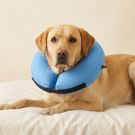 Yellow Labrador wearing BENCMATE Blue inflatable recovery collar