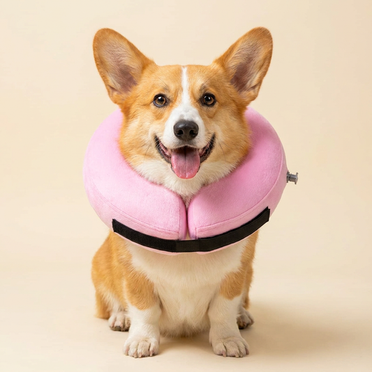 Corgi wearing BENCMATE Pink inflatable recovery collar
