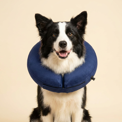 Border Collie wearing BENCMATE Navy Blue inflatable recovery collar