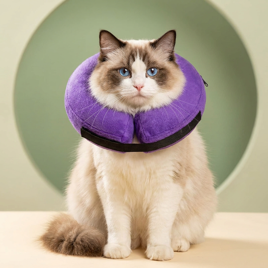 Ragdoll cat wearing BENCMATE Purple inflatable recovery collar