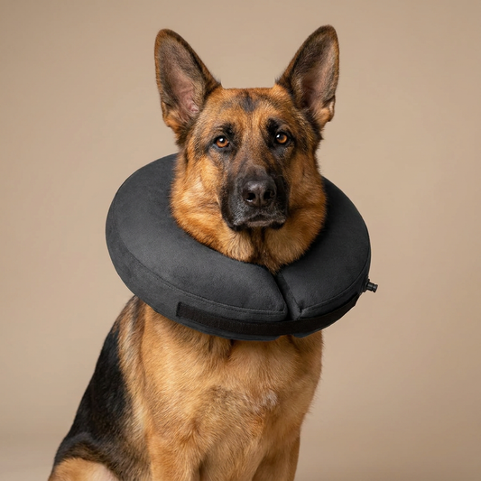German Shepherd wearing BENCMATE Dark Grey inflatable recovery collar
