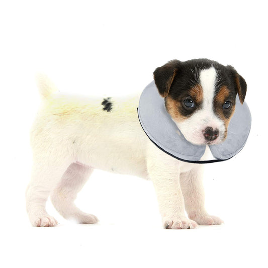 a dog with a cone around its neck