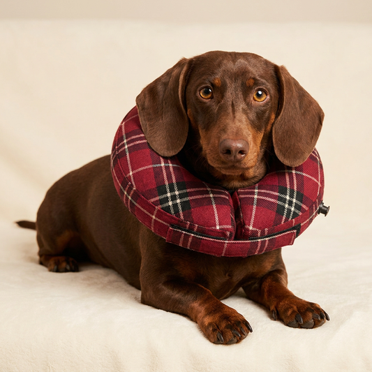 Dachshund wearing BENCMATE Plaid inflatable recovery collar