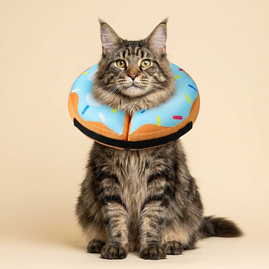 Maine Coon cat wearing BENCMATE Blue Donut inflatable recovery collar