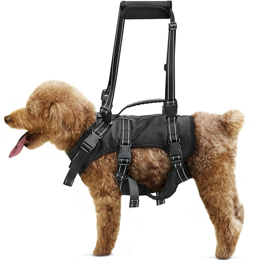 a dog wearing a harness