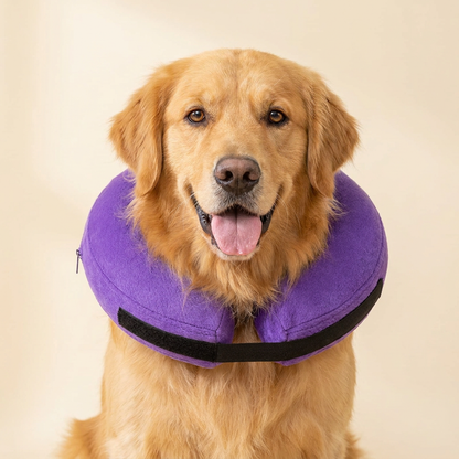 Golden Retriever dog wearing BENCMATE Purple inflatable recovery collar
