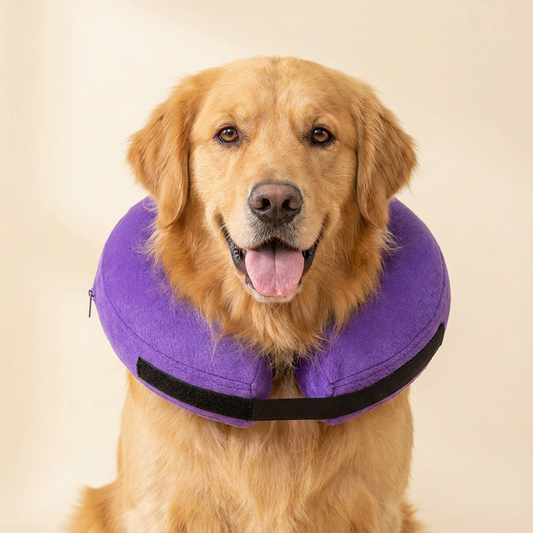 Golden Retriever dog wearing BENCMATE Purple inflatable recovery collar