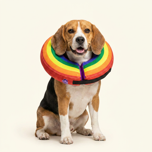 Beagle wearing BENCMATE Rainbow inflatable recovery collar