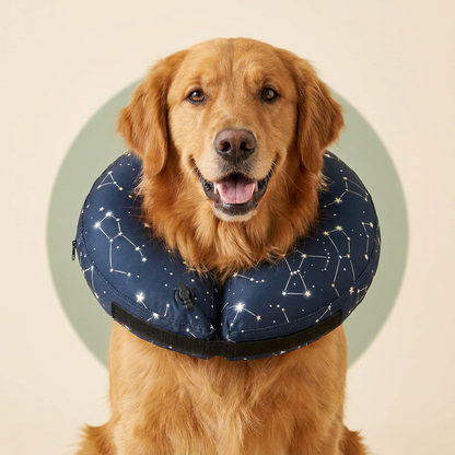 Golden Retriever dog wearing BENCMATE Constellation inflatable recovery collar - dark midnight navy with white and gold star constellation pattern