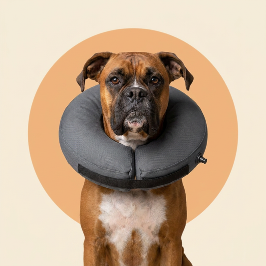 BENCMATE Recovery Collar for Dogs & Cats — Dark Grey