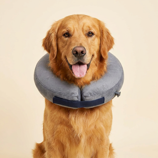 Golden Retriever wearing BENCMATE Classic Grey inflatable recovery collar