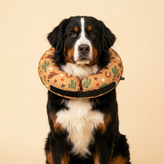 Bernese Mountain Dog wearing BENCMATE Cowboy inflatable recovery collar