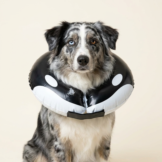 Australian Shepherd wearing BENCMATE Orca inflatable recovery collar