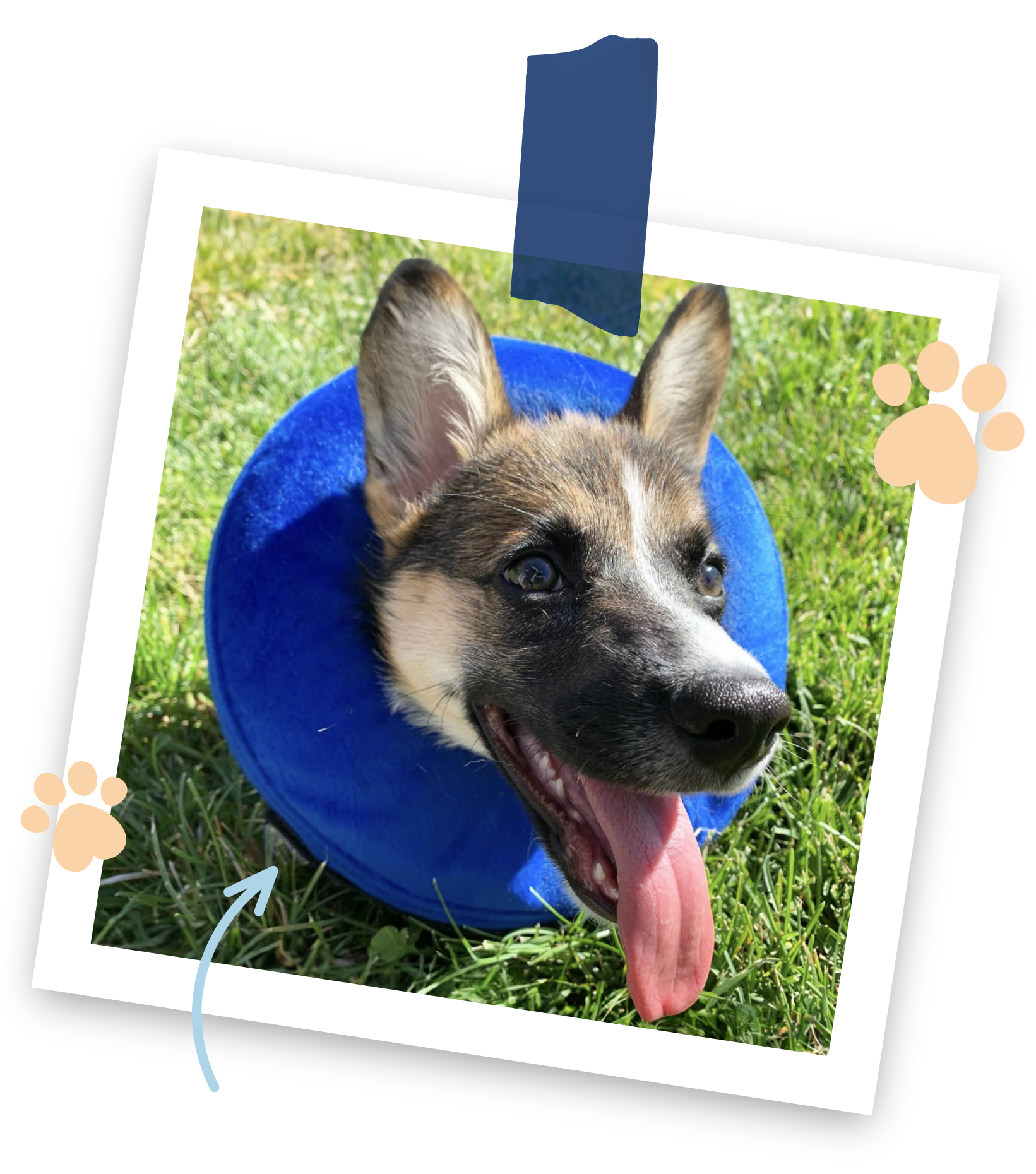 a polaroid of a happy dog with his tongue out wearing a blue inflatable collar in a grassy field 