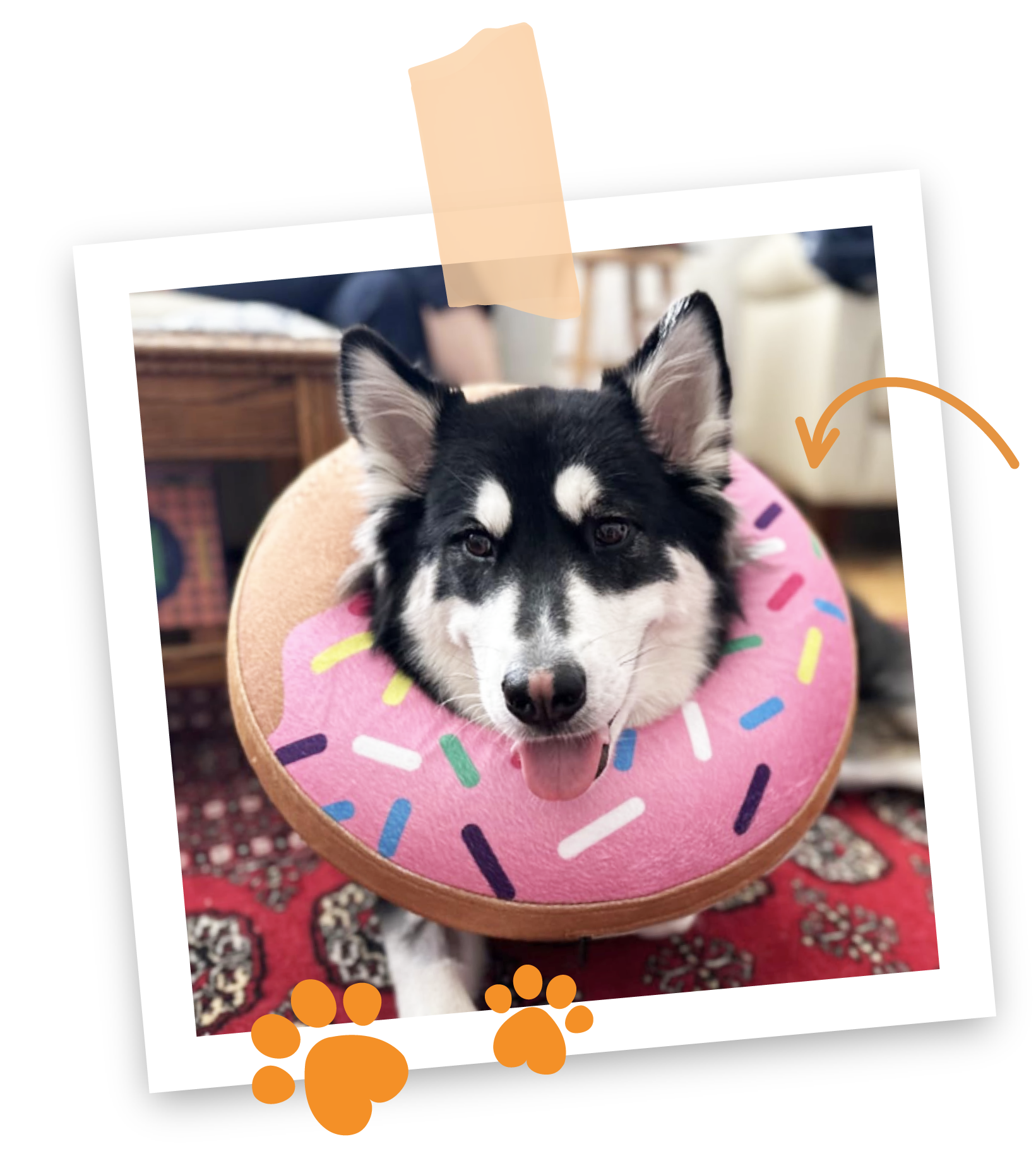 a polaroid of a black and white husky lying down with tongue out wearing a pink donut design inflatable collar