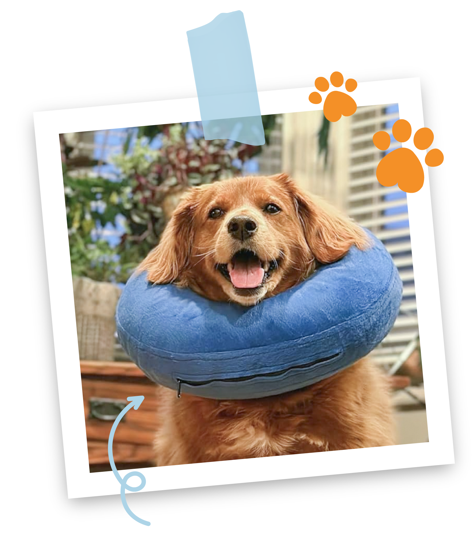 a polaroid of a golden retriever smiling wearing a blue inflatable collar