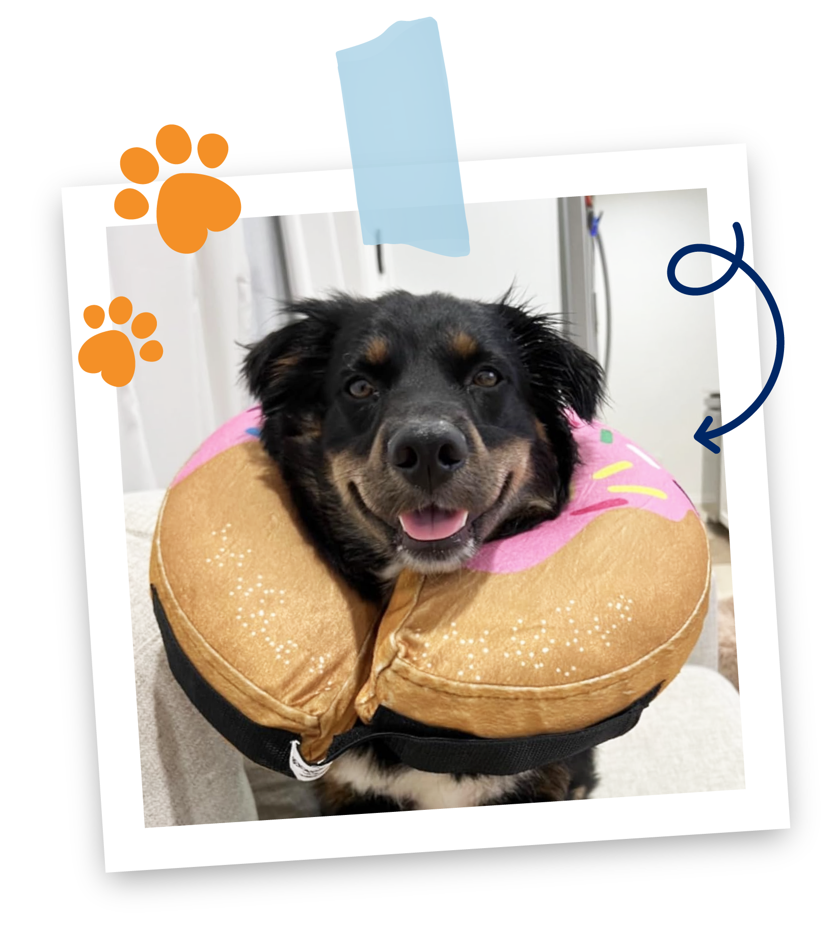 a polaroid of a black and brown dog smiling and wearing a pink donut design inflatable collar