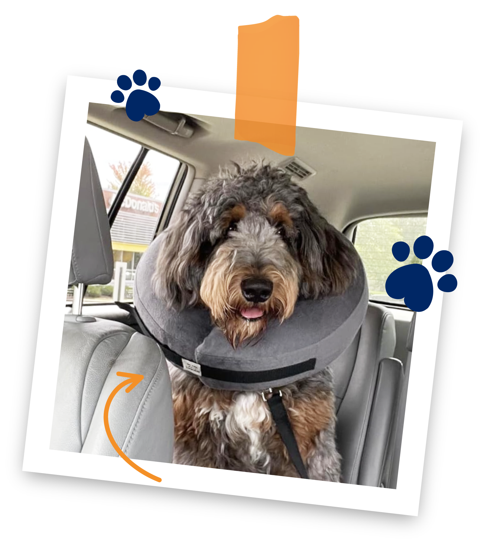 a polaroid of an aussie doodle in the back seats of a car wearing at gray inflatable collar