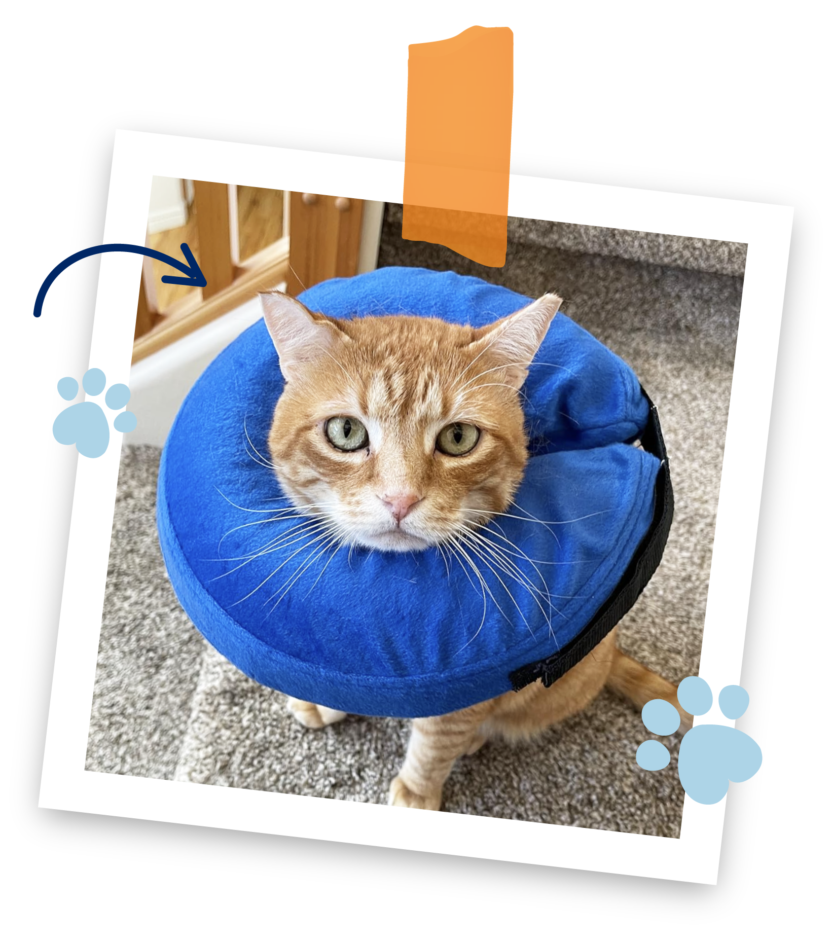 a polaroid of a orange tabby cat wearing a blue inflatable collar looking